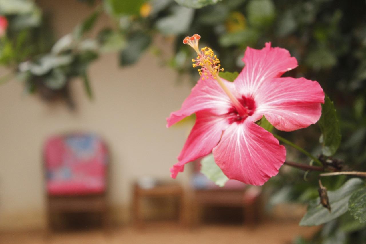 Vida Tropical Bed & Breakfast Alajuela Exterior photo